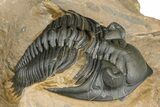 Chocolate-Brown Metacanthina Trilobite - Lghaft, Morocco #368582-3